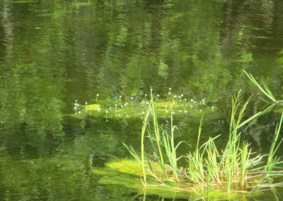 Flote grass and Water crowfoot