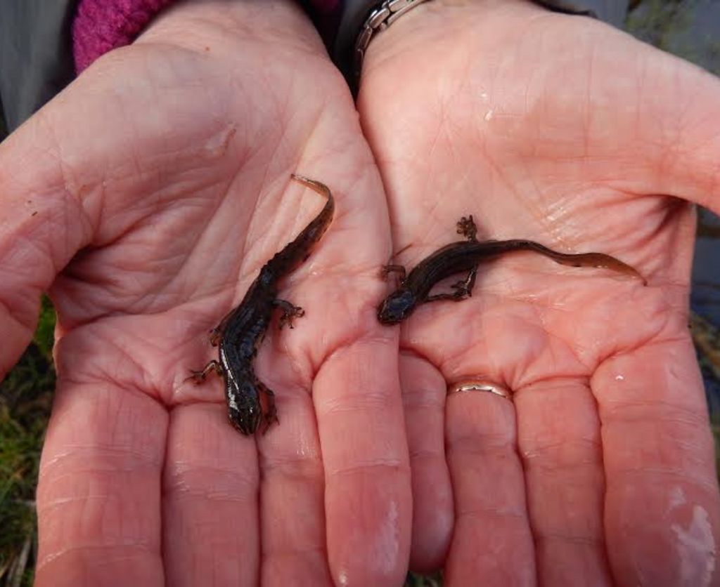 Newts in hand