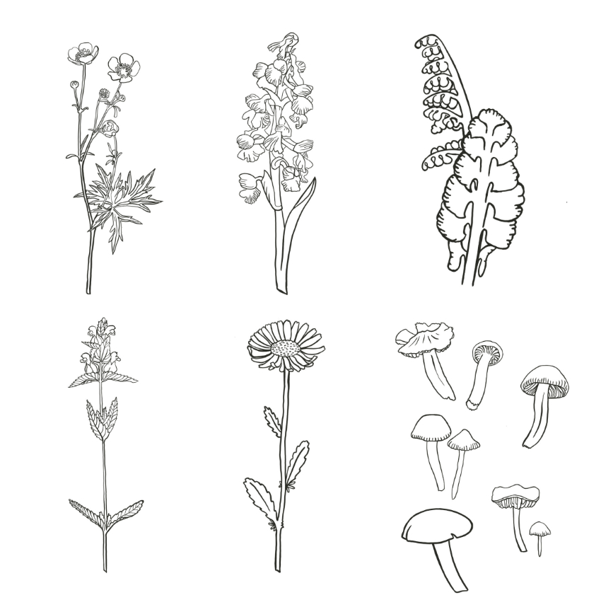 outline drawings for website sml